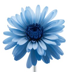 Obraz premium A close-up of a vibrant blue chrysanthemum flower with delicate petals and a dark center