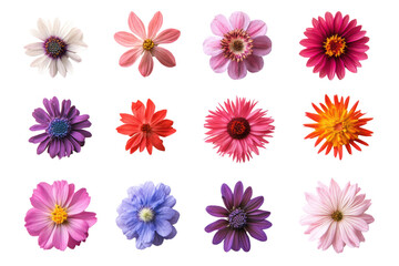Set of different beautiful flowers isolated on transparent or white background, png