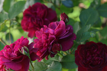 Beautiful and romantic pink english roses with lots of fresh buds in bright sunshine in the cottage garden.	