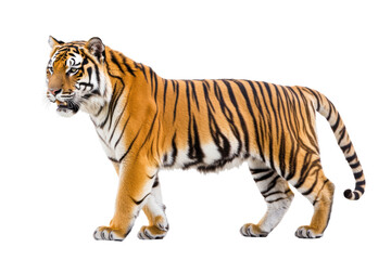 Fototapeta premium tiger side isolated on transparent or white background, png
