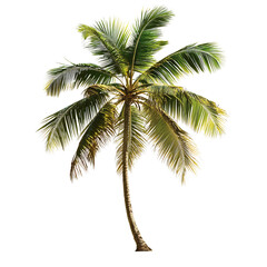 Tropical Palm Tree with Long Fronds Isolated on Transparent Background