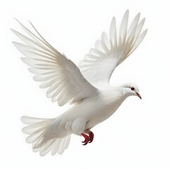 A white dove in flight, with its wings spread wide and its beak open. The dove has a red band around its leg and appears to be in mid-flight against a plain white background.