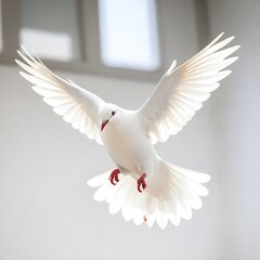 Obraz premium A white dove in flight, with its wings spread wide and its beak open. The dove has a red band around its leg and appears to be in mid-flight against a plain white background.