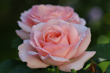 Beautiful and romantic pink english roses with lots of fresh buds in bright sunshine in the cottage garden.	