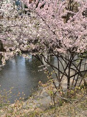 Cherry blossoms in full bloom, showcasing delicate pink and white petals. A symbol of renewal and fleeting beauty, perfect for serene landscapes or seasonal celebrations.

