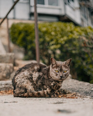 Cat Alley in Onomichi, Japan