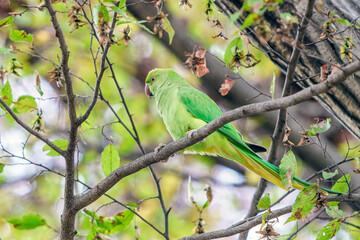 ワカケホンセイインコ