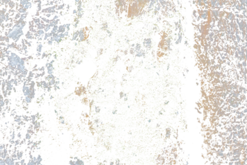 Grunge Tree Bark Texture with Green Moss Isolated on Transparent Background