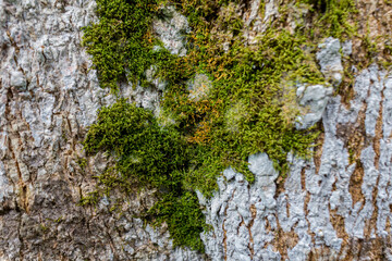 Tree Bark Texture with Vibrant Green Moss or Lichen and Organic Rough Surface
