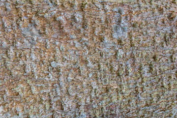 Closeup Rough Tree Bark Texture with Natural Cracks.