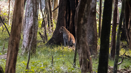Sri Lankan leopard Panthera pardus kotiya sitting amongst trees during wildlife safari in Wilpattu...