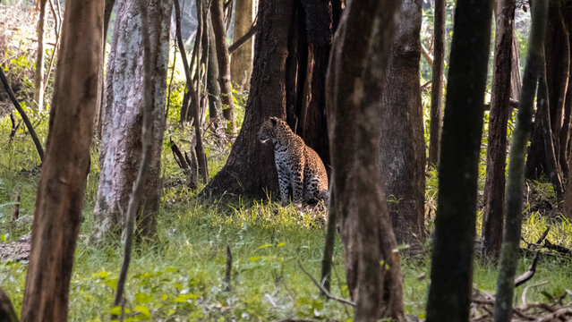 Sri Lankan leopard Panthera pardus kotiya sitting amongst trees during wildlife safari in Wilpattu National Park Sri Lanka
