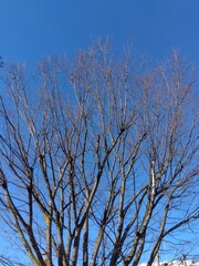欅の枯れ木と冬の朝の青空