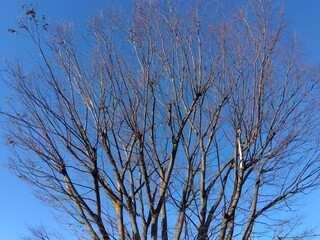 欅の枯れ木と冬の朝の青空