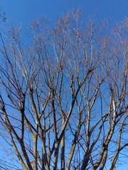 欅の枯れ木と冬の朝の青空