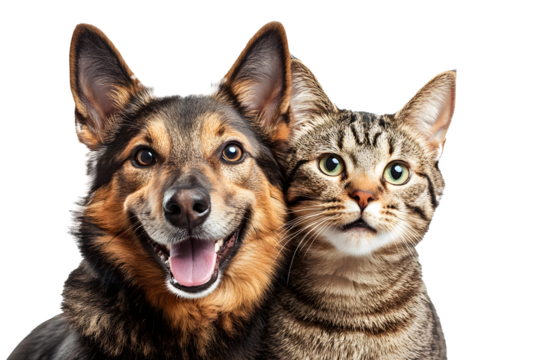 Portrait of Happy dog and cat that looking at the camera together isolated on transparent background, friendship between dog and cat, amazing friendliness of the pets	