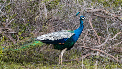 Obraz premium Colourful Indian Peafowl's Peacock bird with bright neon blue feathers in Wilpattu National Park Sri Lanka