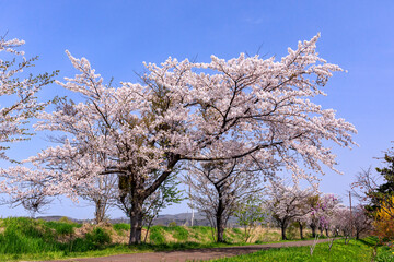 Obraz premium 北海道伊達市、桜が咲き誇る胆振線跡地・風のメモリー【5月】