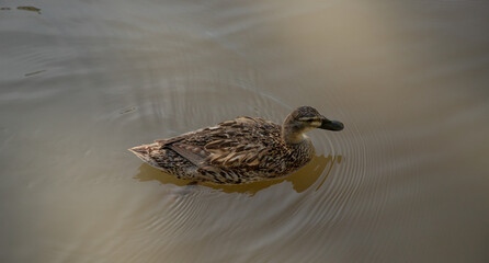 mallard or Anas platyrhynchos swims in an artificial pond.