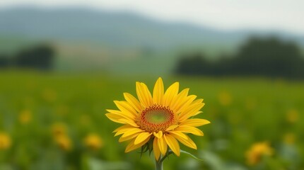 Fototapeta premium A single sunflower blooms in a vibrant field on a hazy summer day in the countryside.