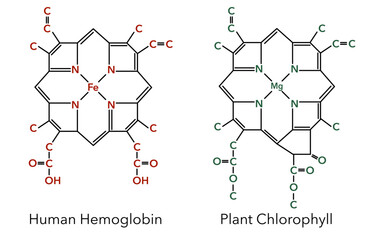 Fototapeta premium Complex of human hemoglobin and plant chlorophyll