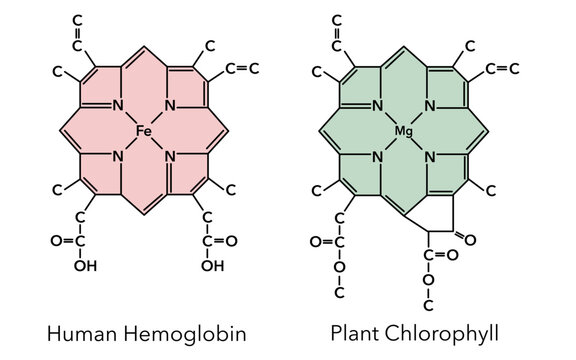 Complex of human hemoglobin and plant chlorophyll