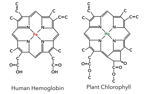 Complex of human hemoglobin and plant chlorophyll