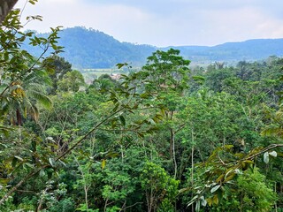 A beautiful landscape photo of a lush green forest with hills in the distance, palm trees, and a calm cloudy sky, showing the serenity and peace of nature.