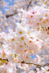 満開の桜の花のクローズアップ、庭のサクラ、ソメイヨシノ、染井吉野
