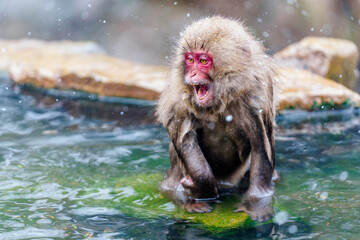 Obraz premium 温泉猿