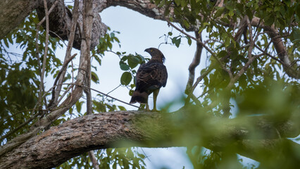 Changeable hawk-eagle Nisaetus cirrhatus) aka crested hawk-eagle in Wilpattu National Park Sri Lanka