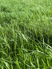 Obraz premium Lush Green Field of Waving Tall Grass in Warm Summer Light : Generative AI