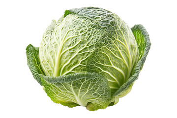 Fototapeta premium Whole green savoy cabbage with textured crinkled leaves isolated on transparent background. Concept of fresh organic vegetables and healthy eating