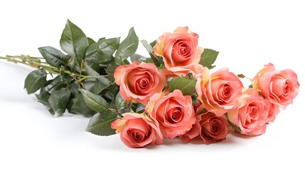 A bouquet of roses, isolated on a white background
