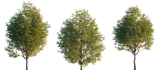 Acer pictum yellow-paint maple trees isolated png in sunset lighting on a transparent background premium cutout