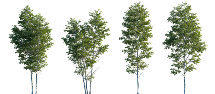 Betula pendula summer trees isolated png in sunset lighting on a transparent background premium cutout (silver birch, warty birch, European white birch, East Asian white birch)