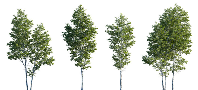 Betula pendula summer trees isolated png in sunset lighting on a transparent background premium cutout (silver birch, warty birch, European white birch, East Asian white birch)