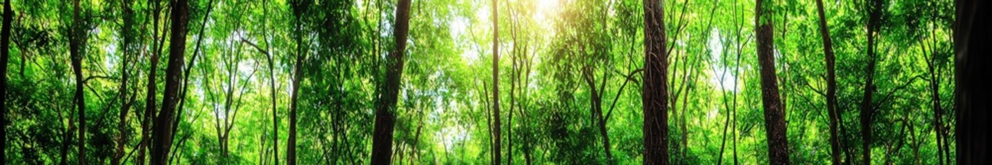 Obraz premium Lush Green Forest with Sunlight Streaming Through Tall Trees