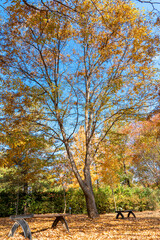 Fototapeta premium Autumn park with colorful trees with and falling leaves in the park