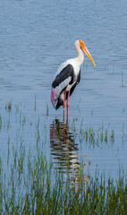 Solo Sri Lankan Painted stork Mycteria leucocephala standing in shallow lake with reflection in water during wildlife safari in Wilpattu National Park Sri Lanka