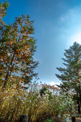 Autumn park with colorful trees with and falling leaves in the park