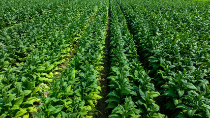 Tobacco fields plantation farmland, Green leaves tobacco plant in the field, Tobacco field in rural  agricultural crop, Aerial view