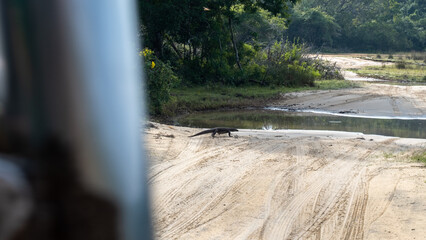 Glimpse of a monitor lizard walking across the track during wildlife safari in Wilpattu National Park Sri Lanka © Travelanza