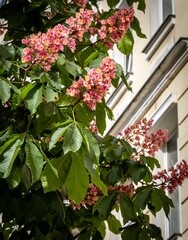  Image of a red horse chestnut flower in a Berlin street.