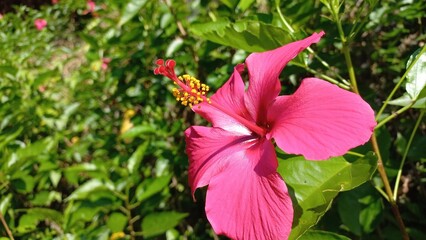 Hibiscus Flower – Exotic Red Bloom Close-up Photography