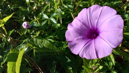Purple Ipomea Ficifolia Flower – Beautiful Botanical Photography