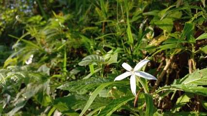 Hippobroma Longiflora Flower – Delicate White Bloom Close-up