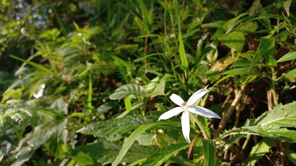 Hippobroma Longiflora Flower – Delicate White Bloom Close-up