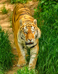 Amur or Siberian tiger (Panthera tigris altaica)