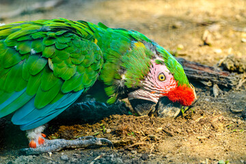 great green macaw (Ara ambiguus) digging in the ground